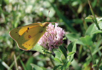Caterpillar to Butterfly Process Image